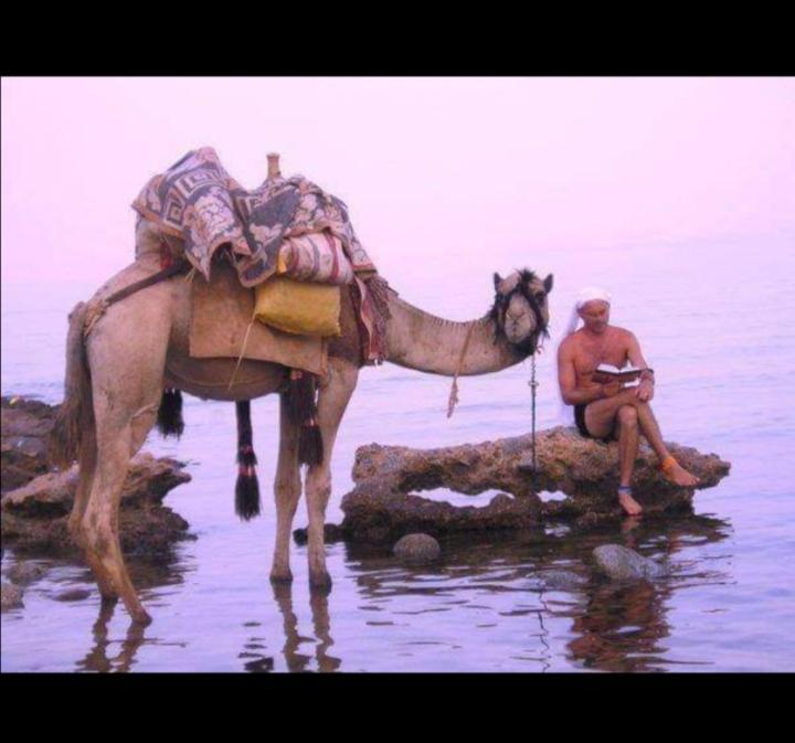 Oasis Fighting Kangaroo Dahab Ngoại thất bức ảnh